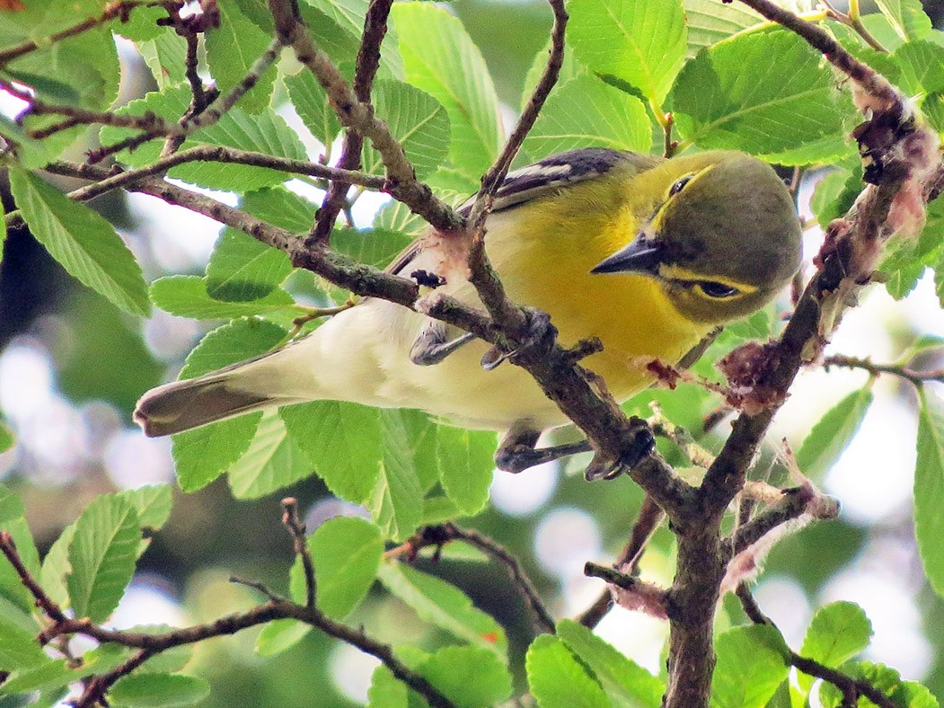 Yellow-throated Vireo - eBird