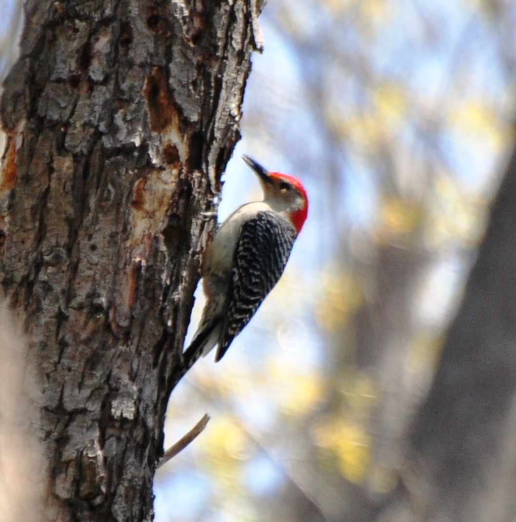 Red-bellied Woodpecker - ML65761101