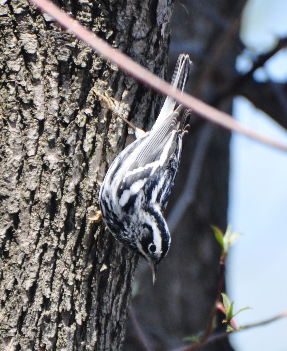 Black-and-white Warbler - ML65761361