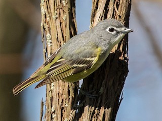  - Blue-headed Vireo