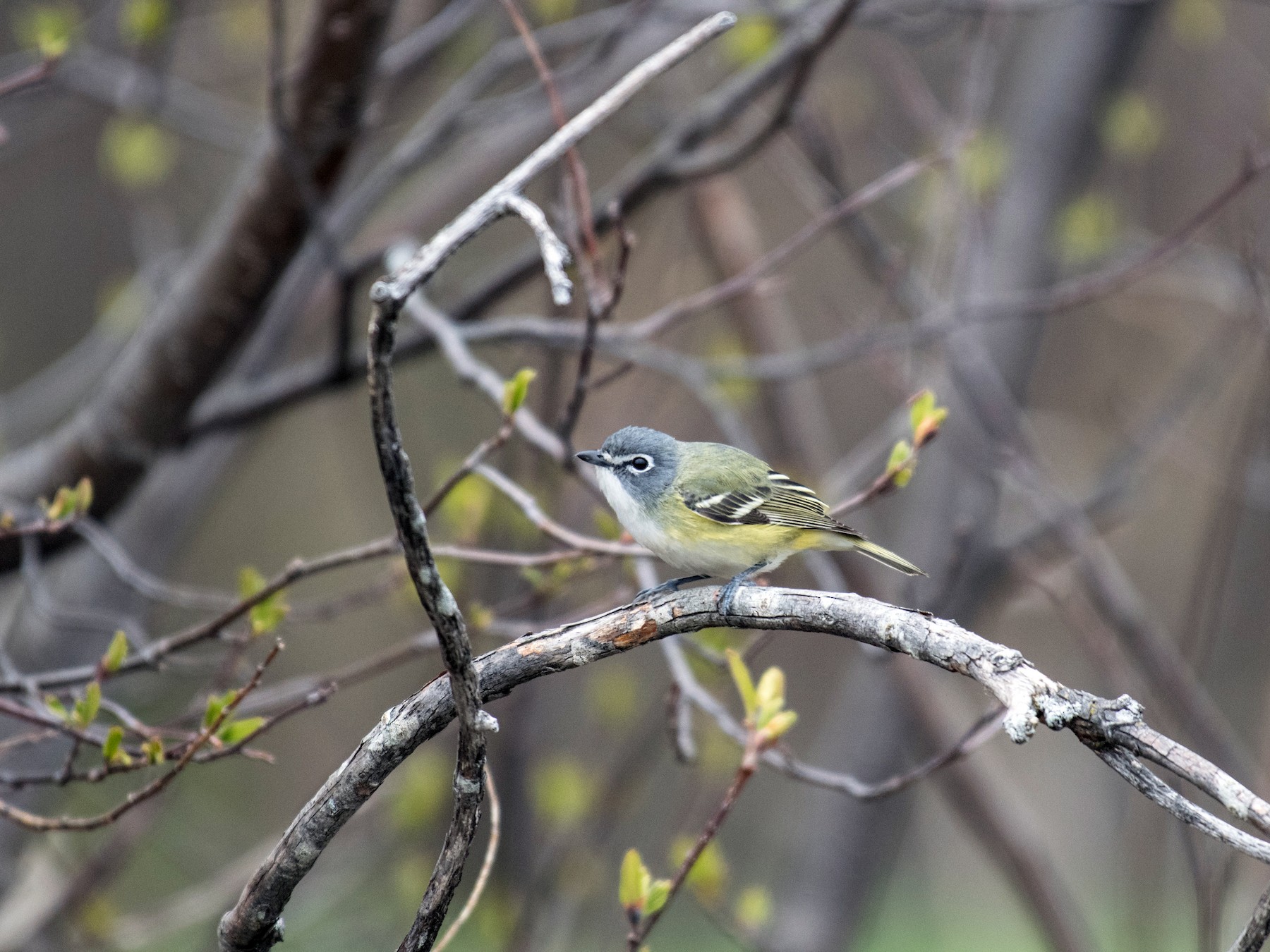 Blue-headed Vireo - Simon Boivin