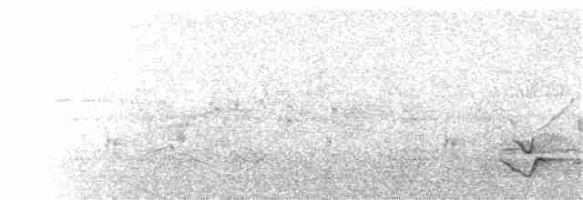 Long-billed Thrasher - ML65762101