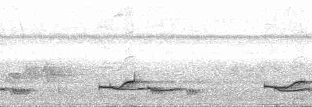 Lance-tailed Manakin - ML65763