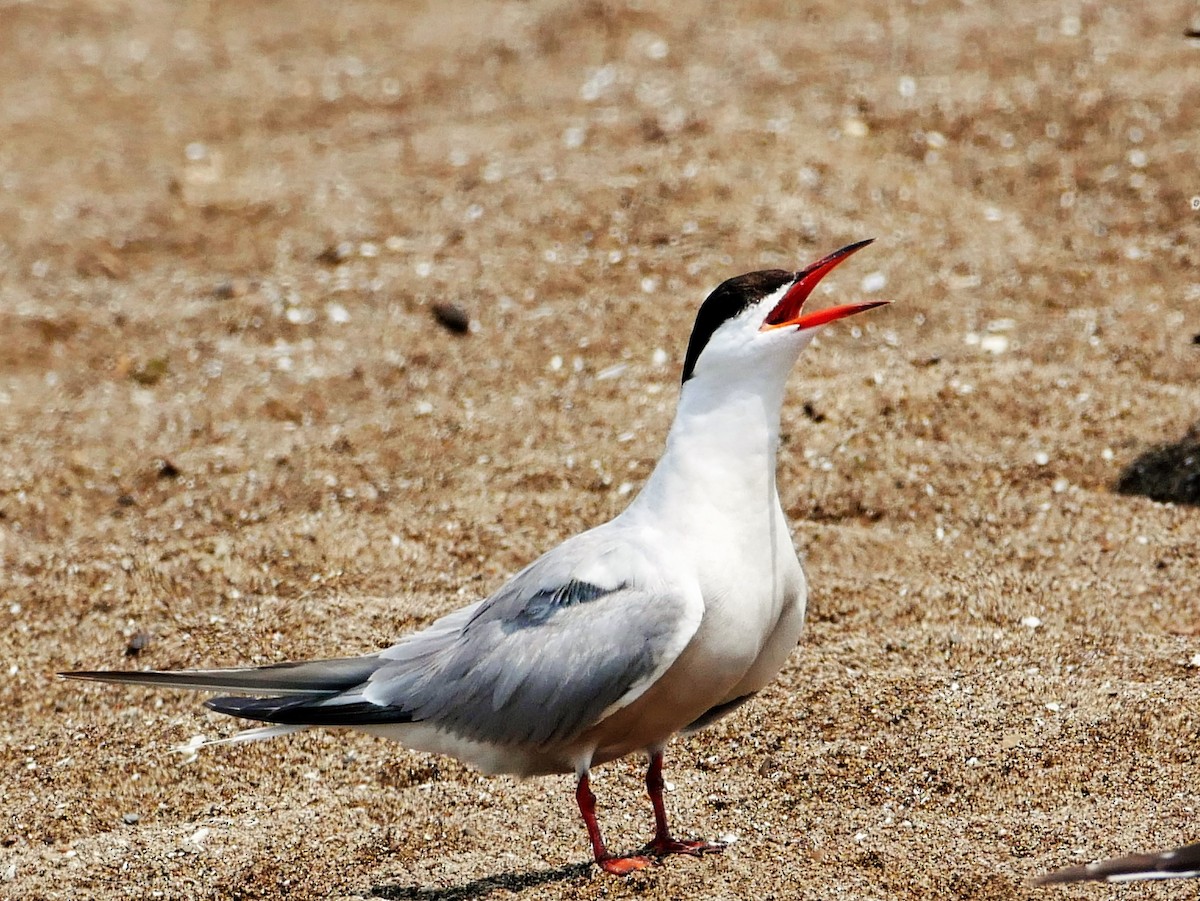 Common Tern - Chris Pierce