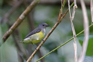  - White-throated Flowerpecker