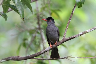  - Square-tailed Bulbul (Sri Lanka)