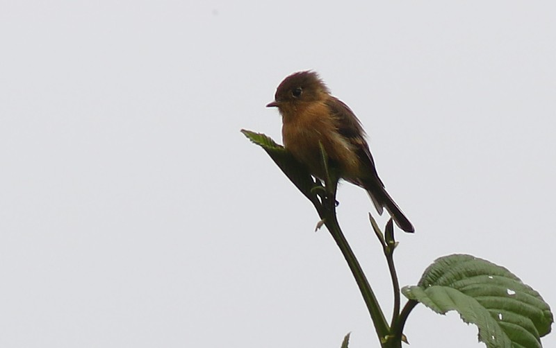 Buff-breasted Flycatcher - Amy McAndrews