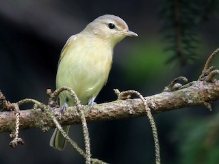  - Warbling Vireo