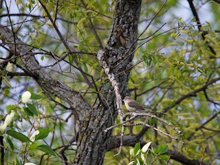  - Warbling Vireo