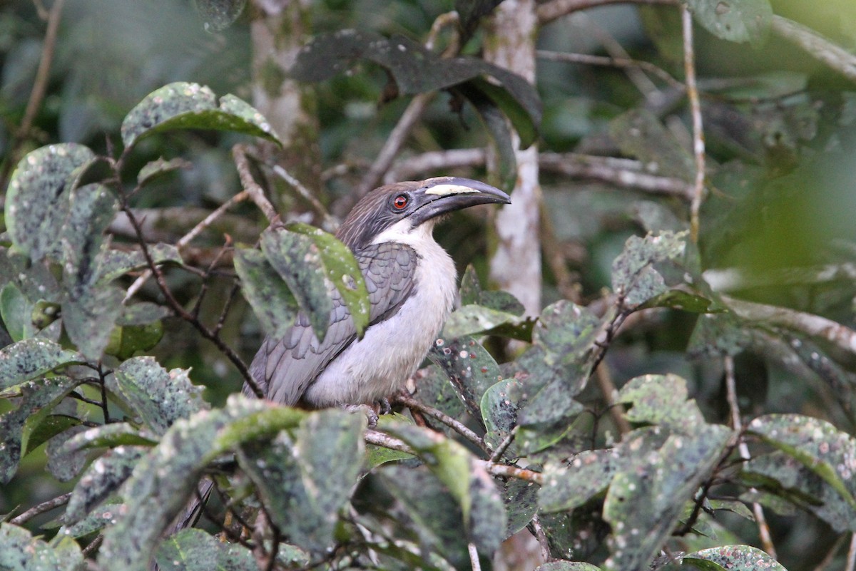 Sri Lanka Gray Hornbill - Christoph Moning