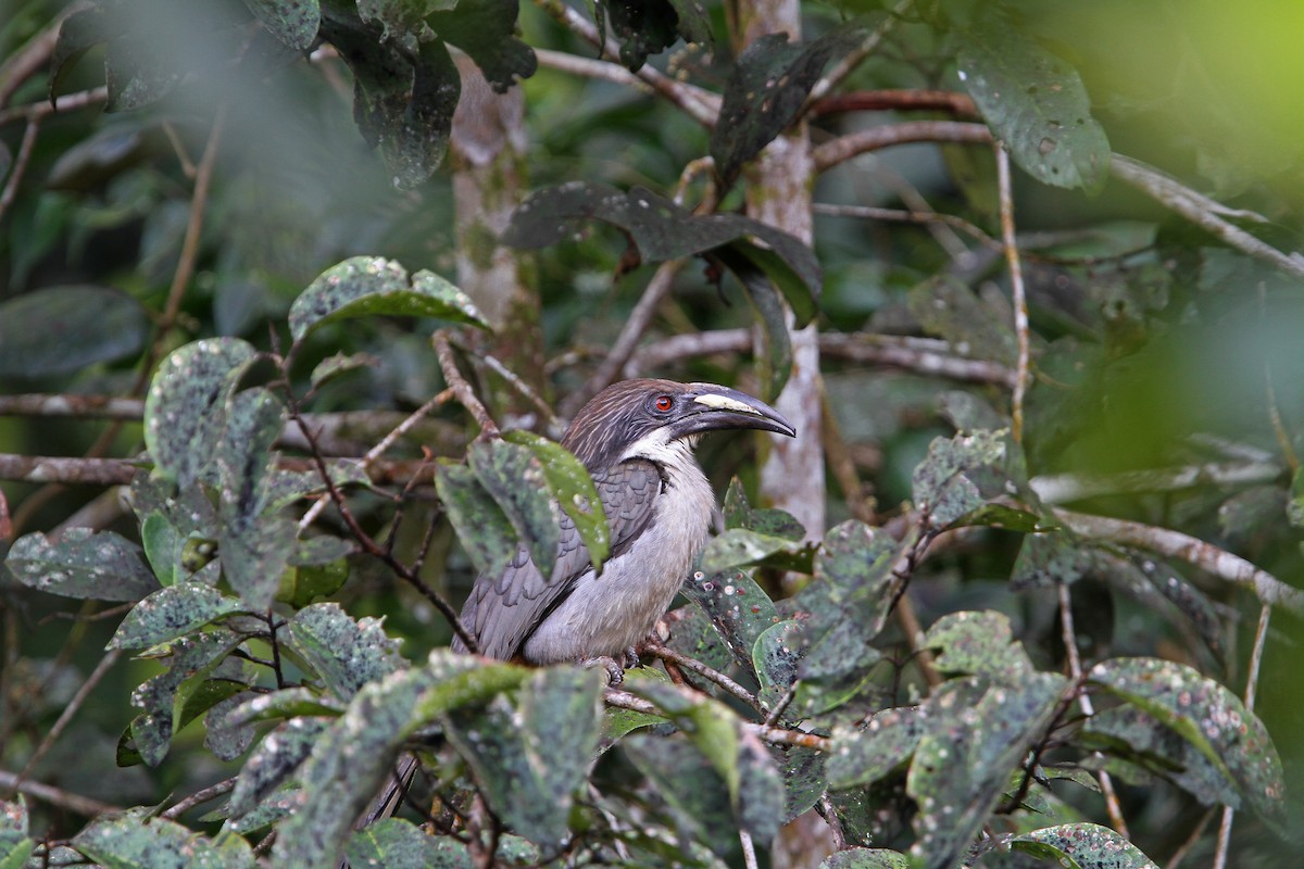 Sri Lanka Gray Hornbill - ML65763891