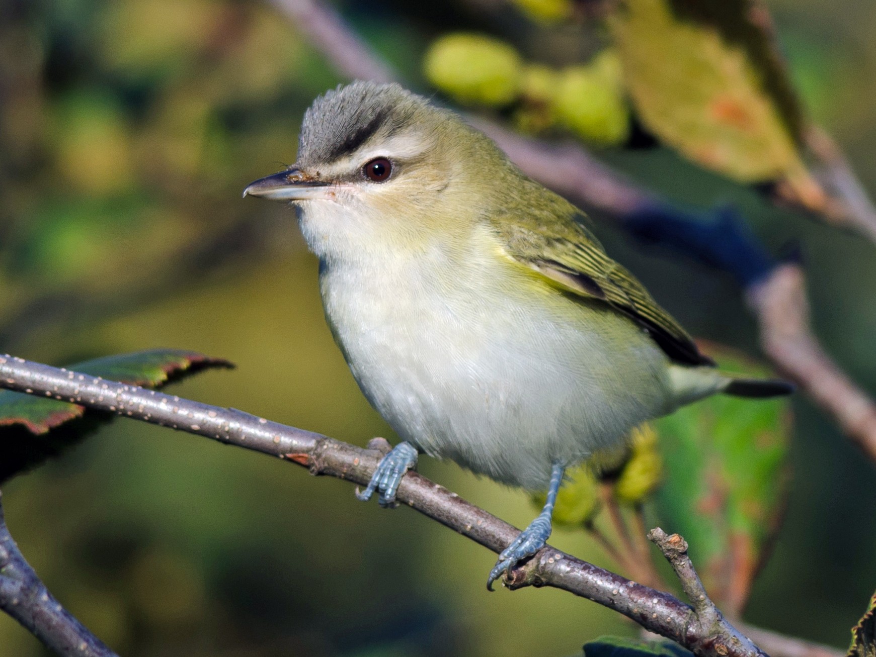 Vireo Ojos Rojos - Alix d'Entremont