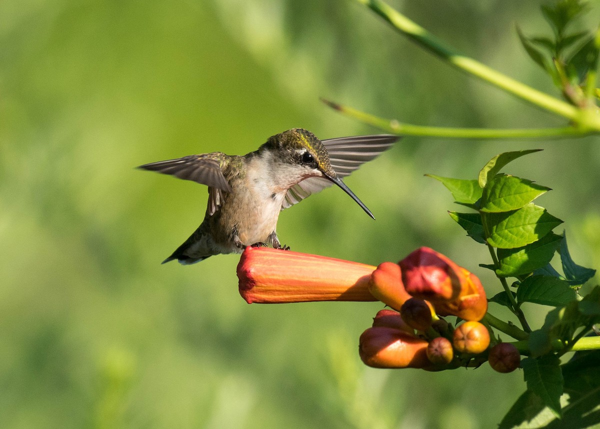 Ruby-throated Hummingbird - Nick Dorian