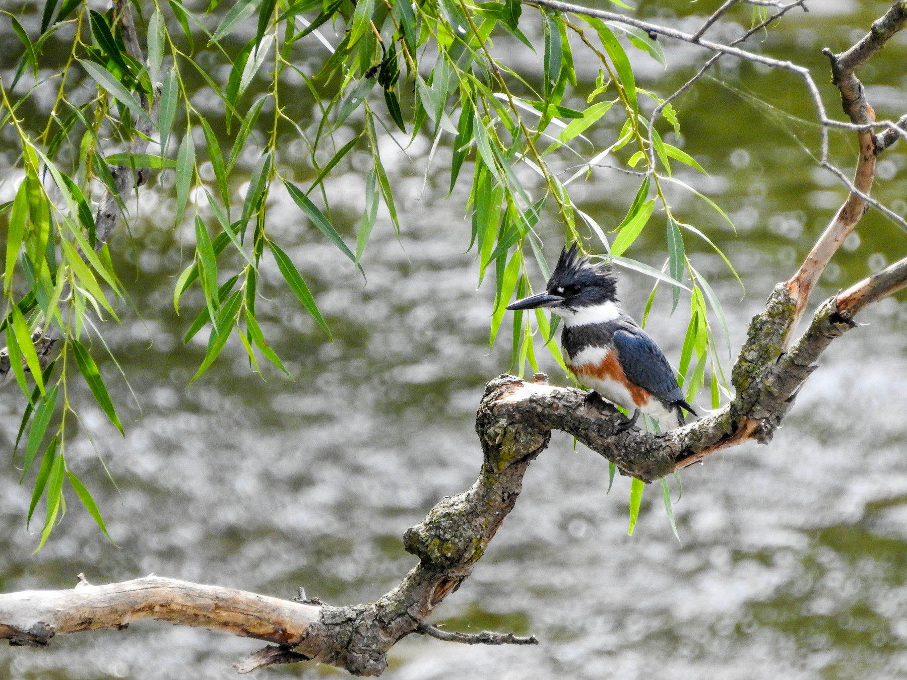 Belted Kingfisher - Pat Hare