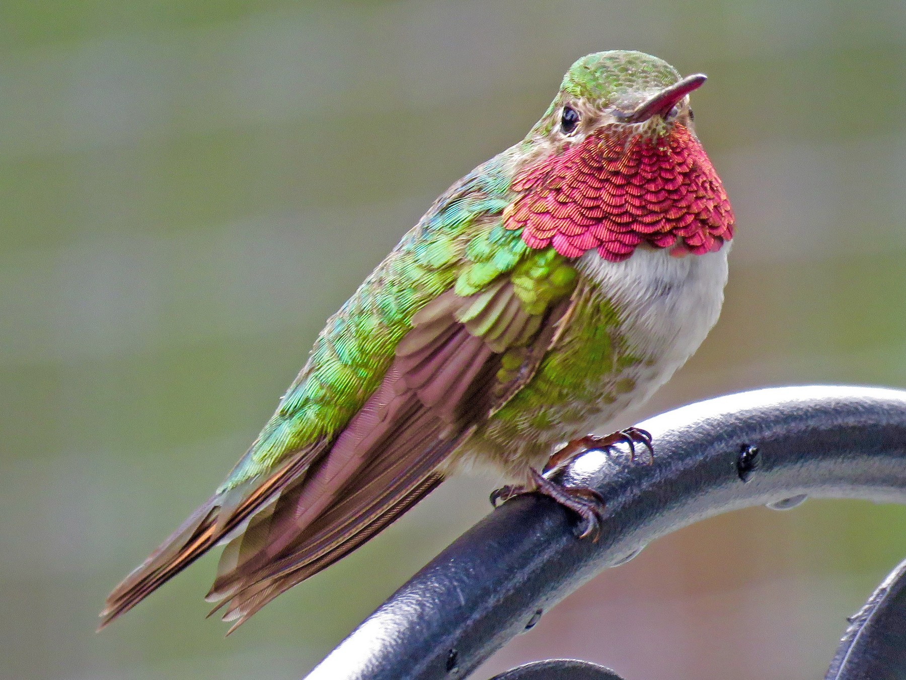 Broad-tailed Hummingbird - Gregg Friesen