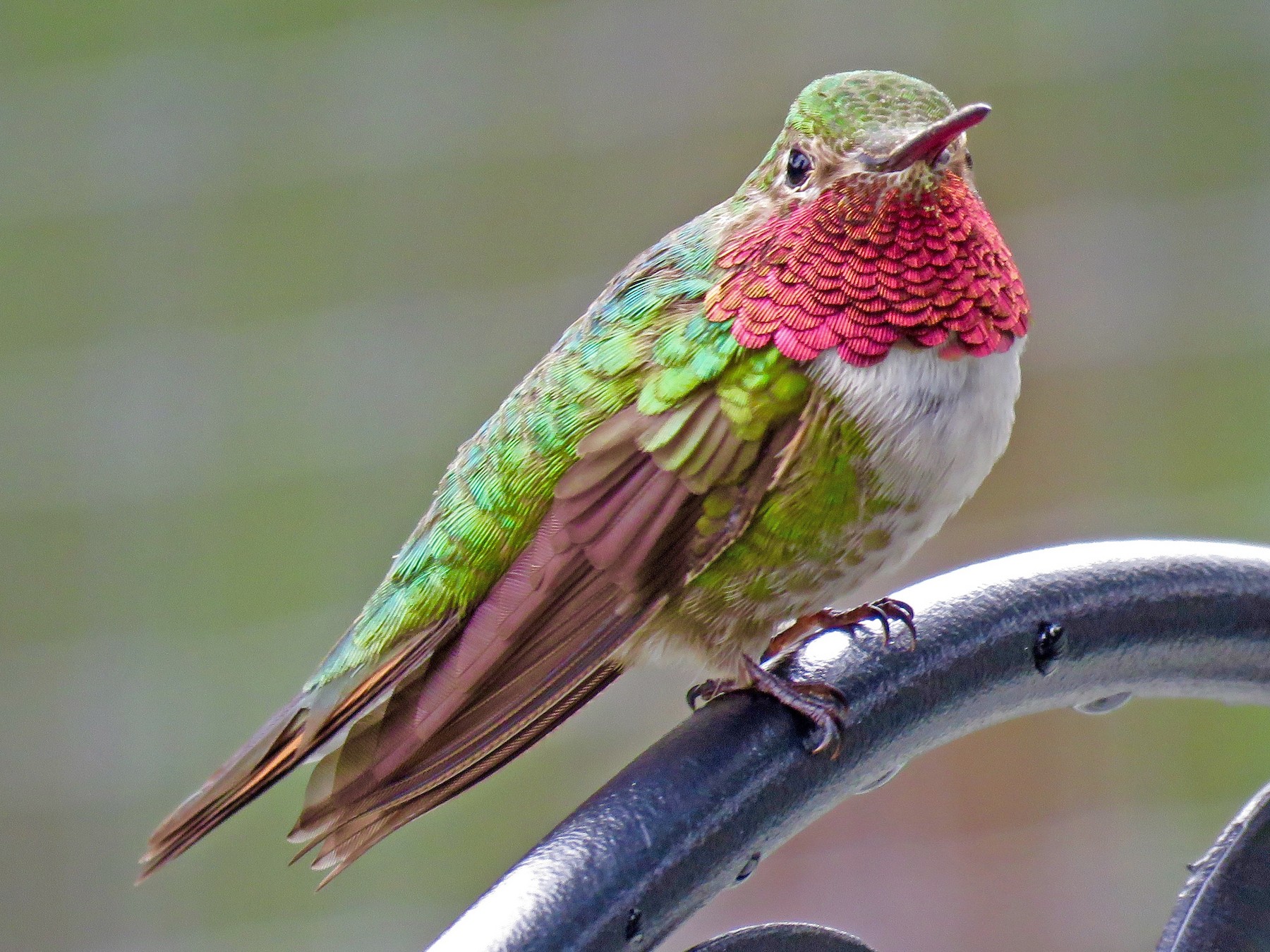 Broad-tailed Hummingbird - eBird Japan