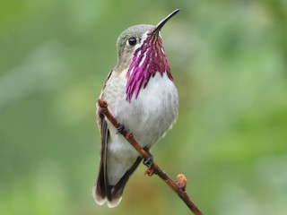  - Calliope Hummingbird
