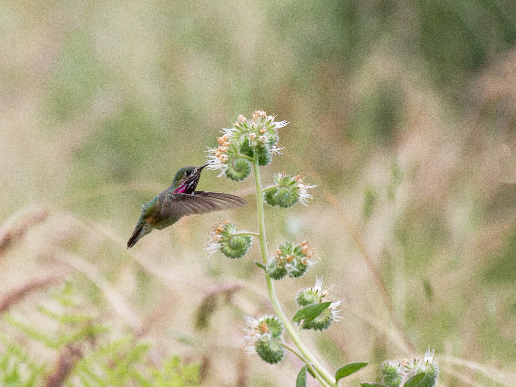 Calliope Hummingbird - Griffin Richards