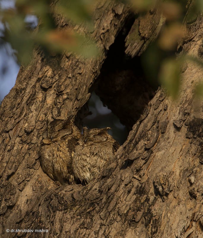 Indian Scops-Owl - Shrutidev Mishra