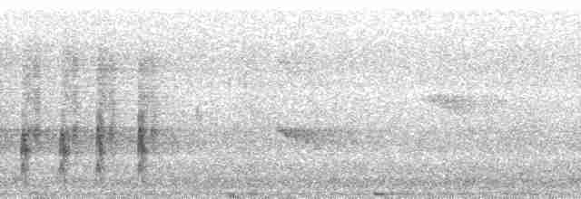 Рибалочка-чубань неотропічний (підвид torquata/stictipennis) - ML6577