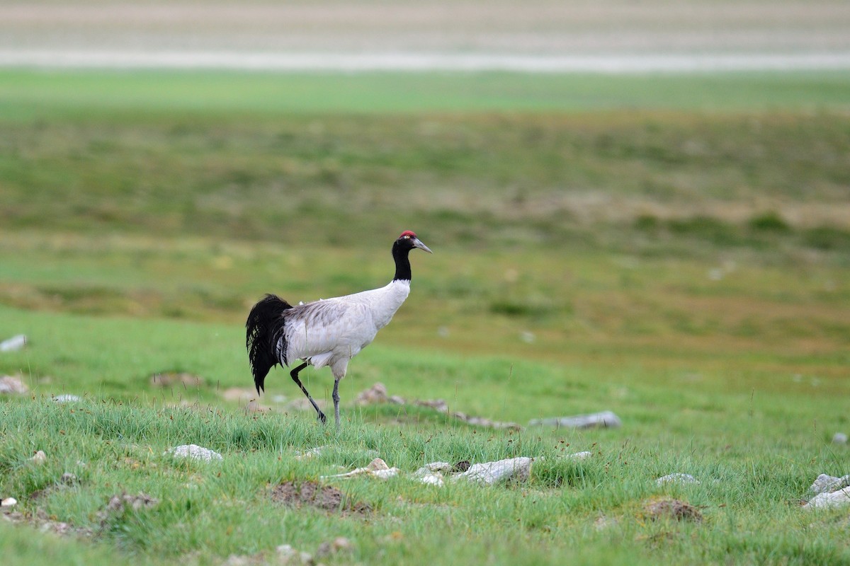 Black-necked Crane - Snehasis Sinha