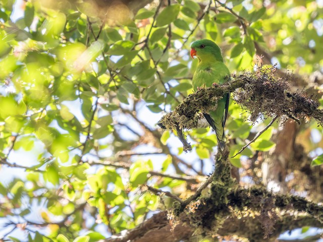 Blue-fronted Lorikeet