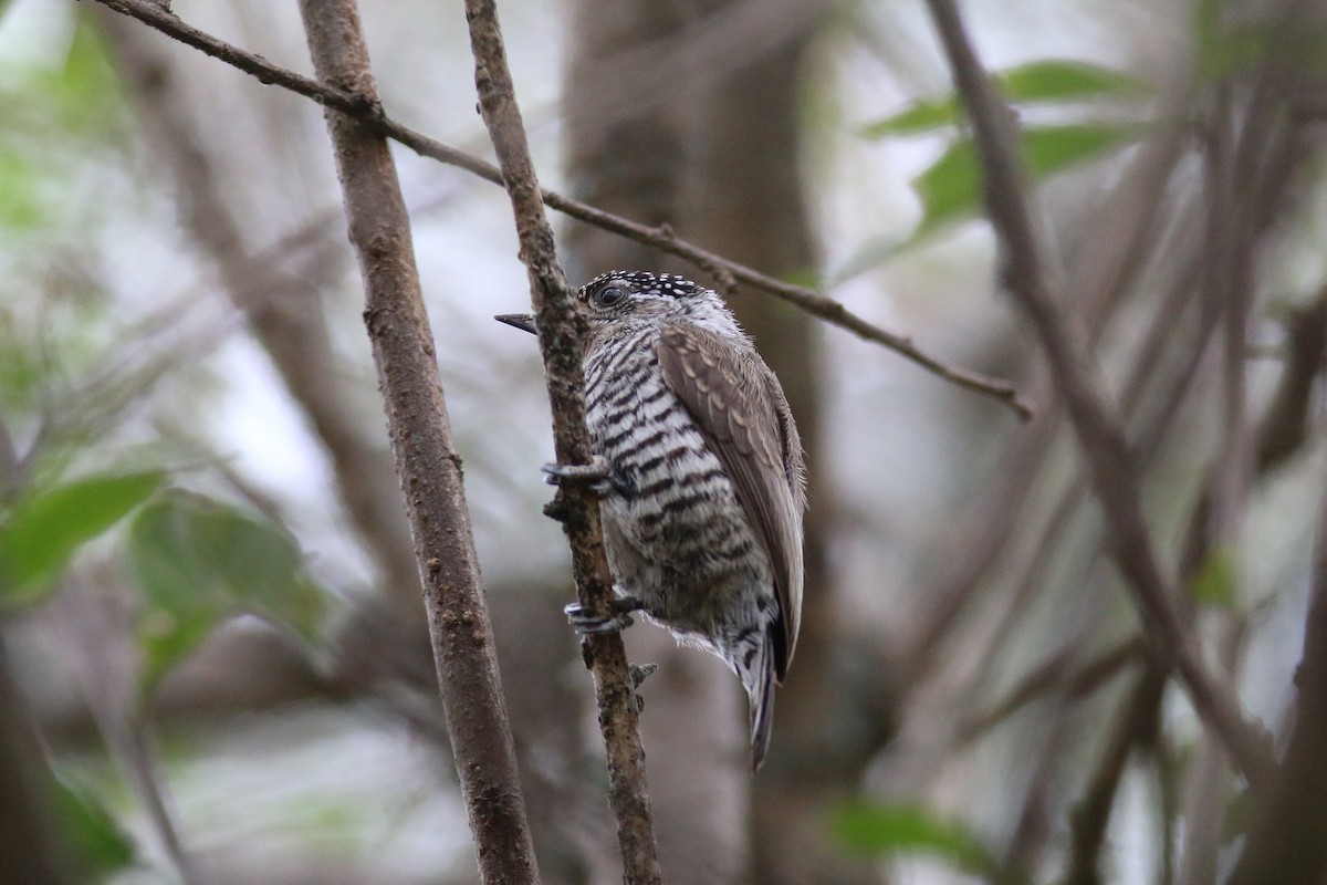 White-barred Piculet - ML65784531