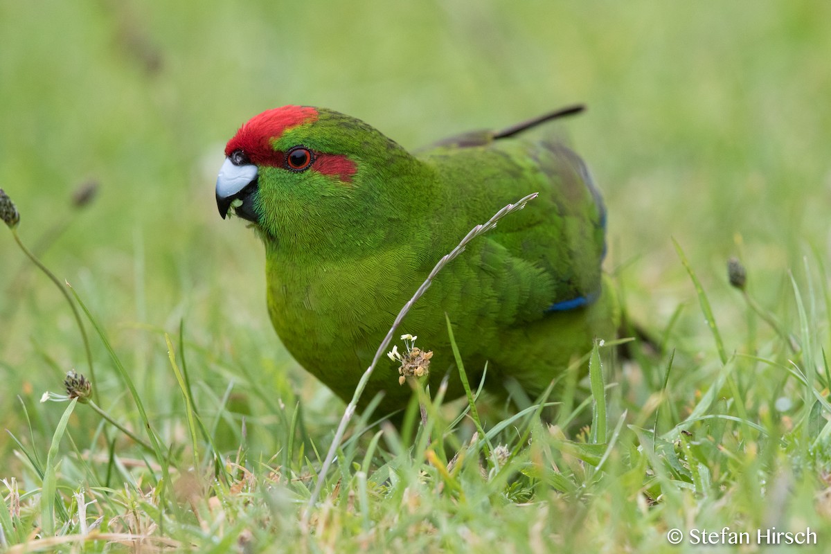 Red-crowned Parakeet - Stefan Hirsch