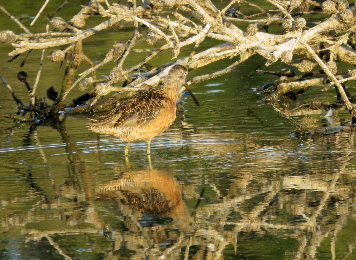 Long-billed Dowitcher - ML65787021