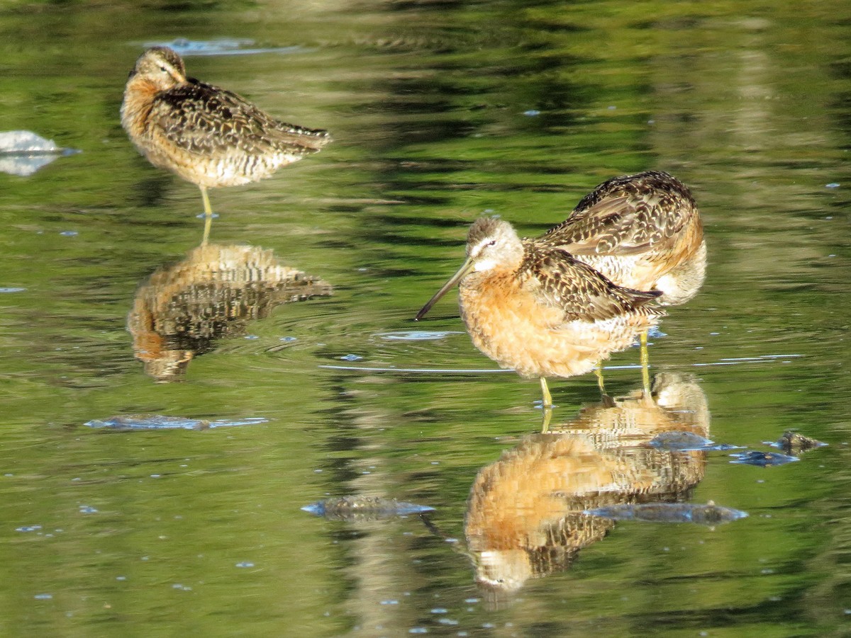 Long-billed Dowitcher - ML65787051
