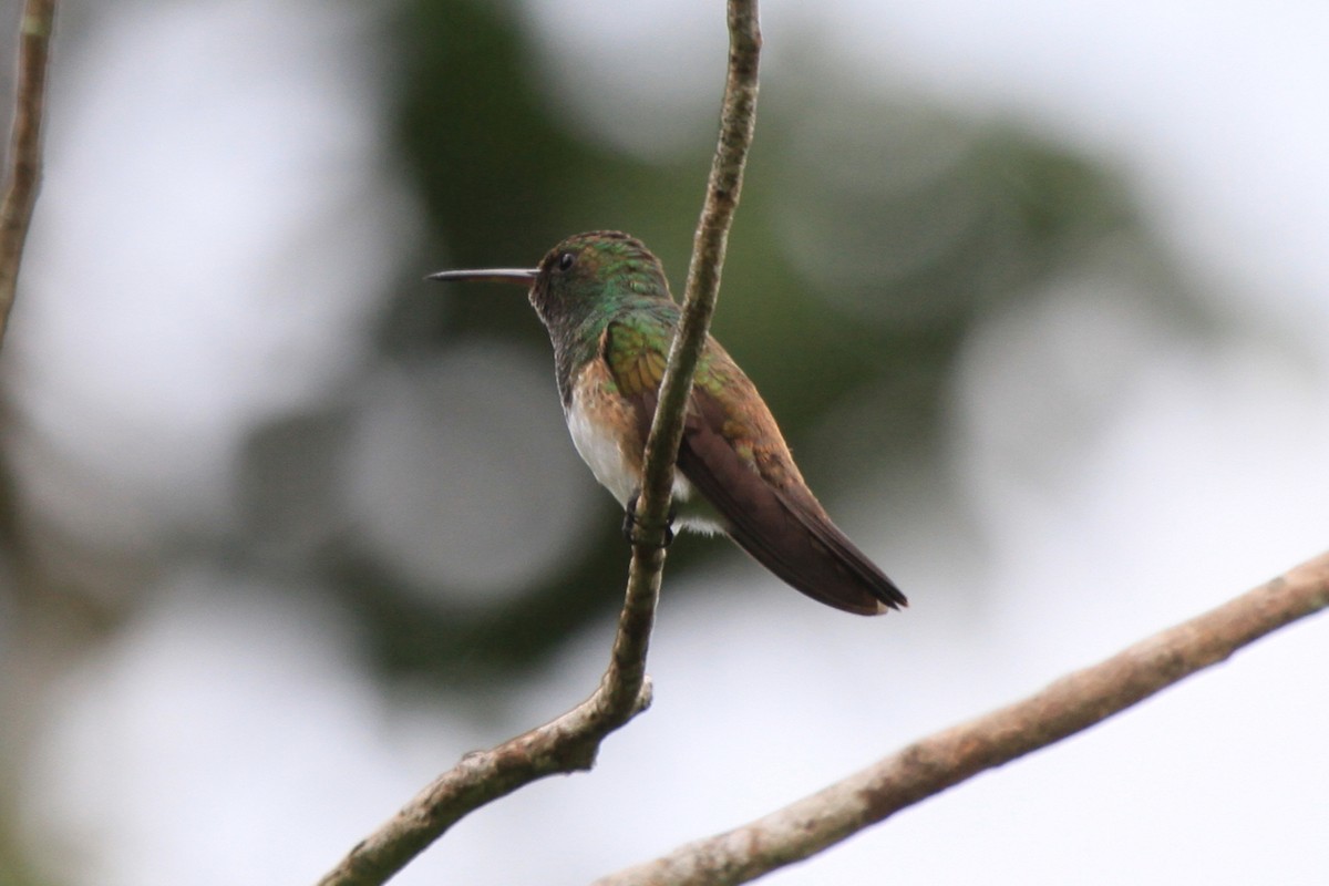 Snowy-bellied Hummingbird - Fabio Olmos