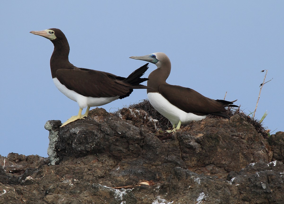 Brown Booby - ML65789051