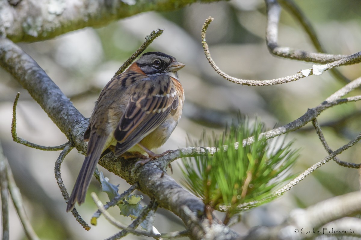 Rufous-collared Sparrow - ML65790931