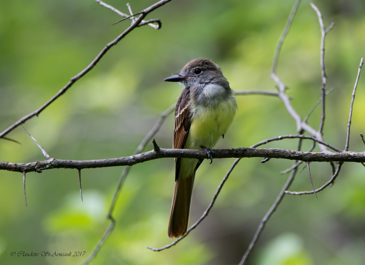 Great Crested Flycatcher - ML65792071