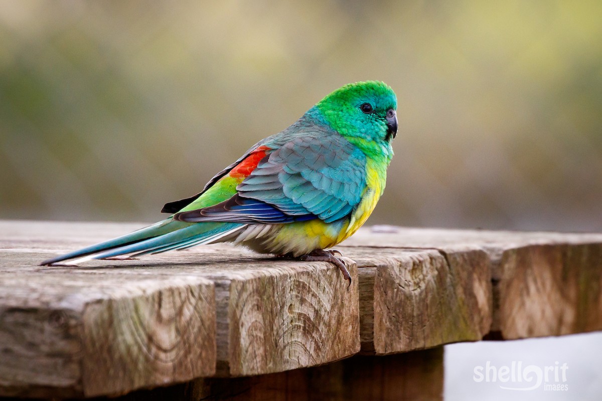 Red-rumped Parrot - ML65793231