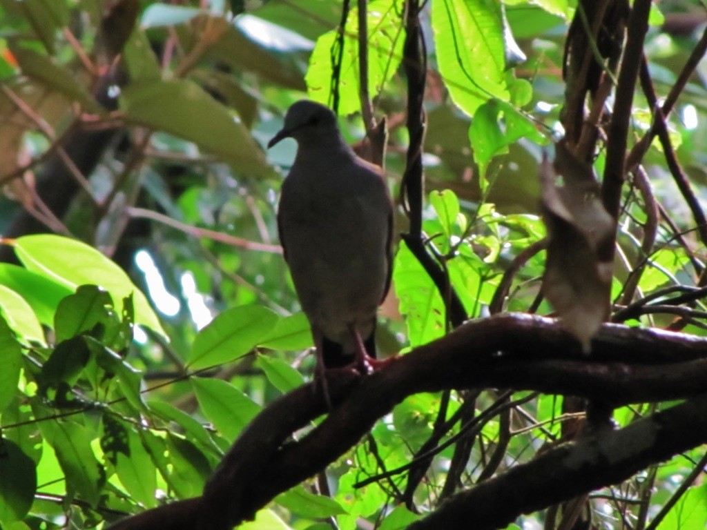 Gray-headed Dove (Brown-backed) - Chris Rohrer