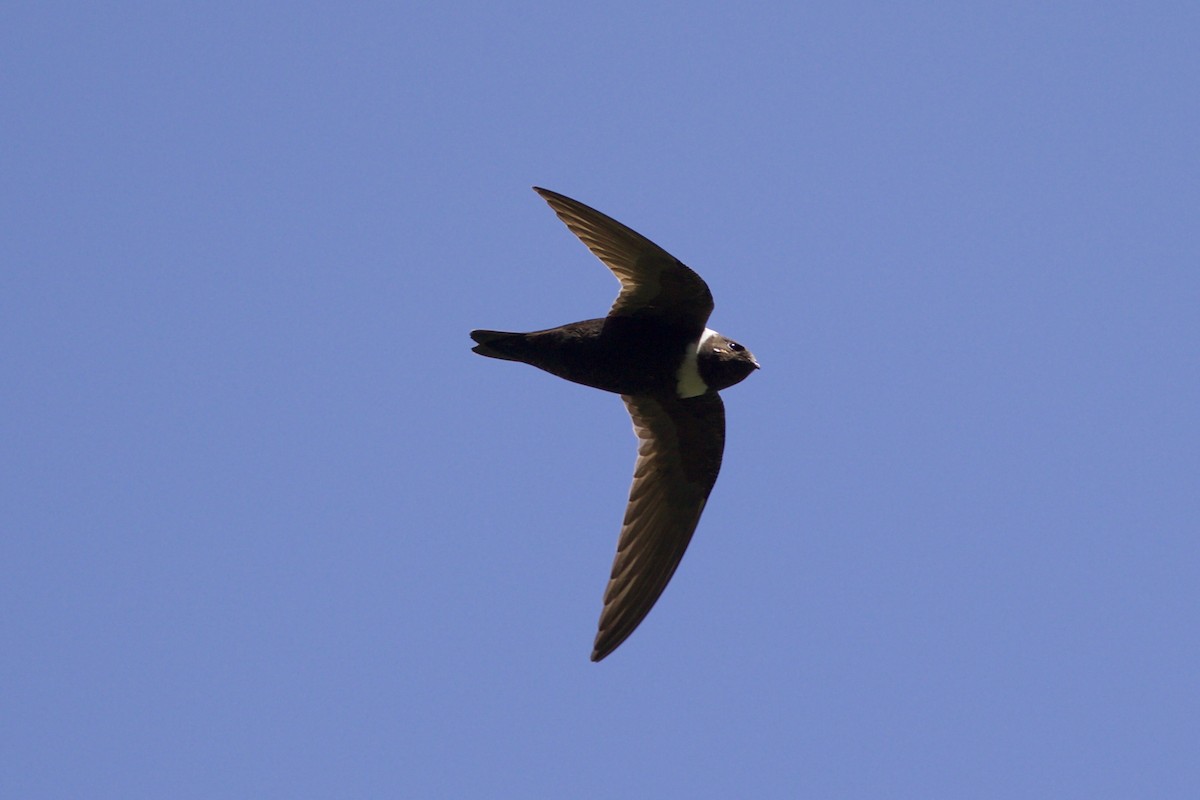 White-collared Swift - Cory Gregory