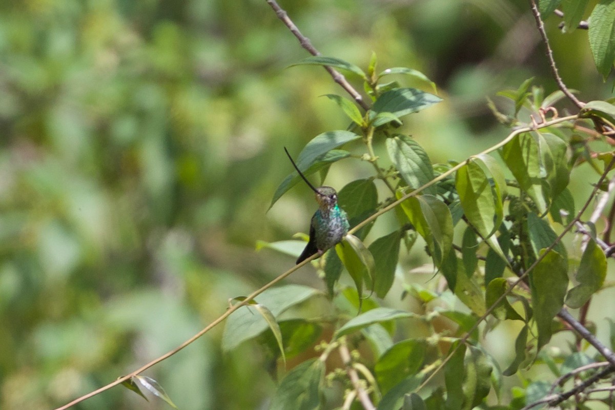 Sword-billed Hummingbird - Cory Gregory