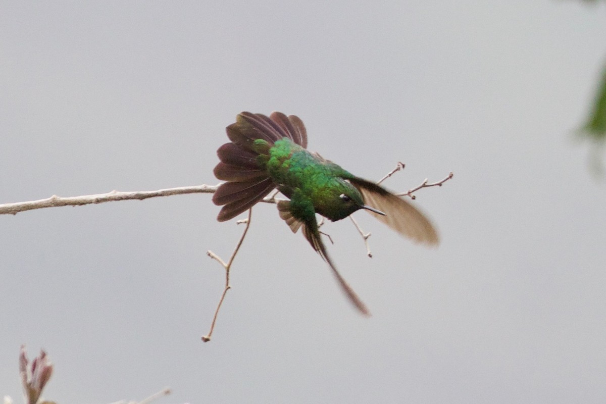 kolibřík dřišťálový - ML65798191