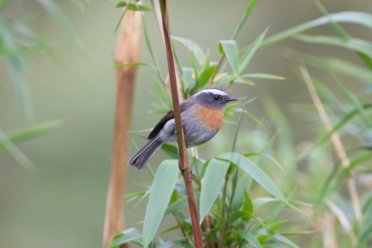 Rufous-breasted Chat-Tyrant - Cory Gregory