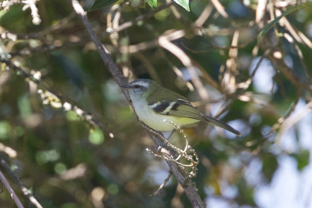 White-banded Tyrannulet - Cory Gregory