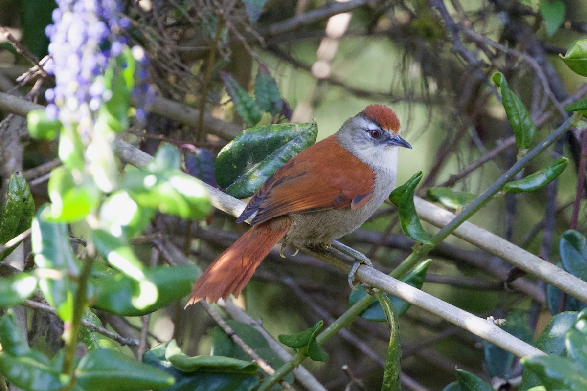 Marcapata Spinetail - Cory Gregory
