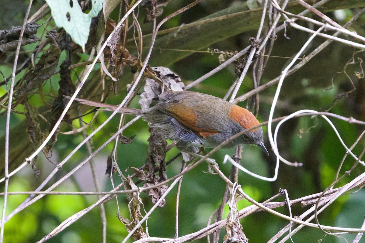 Azara's Spinetail - Cory Gregory