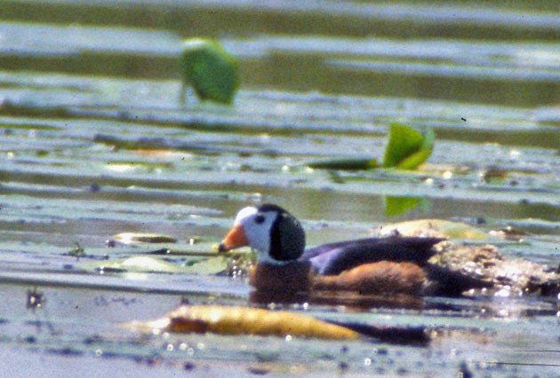African Pygmy-Goose - Don Roberson