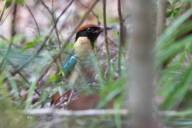 Noisy Pitta