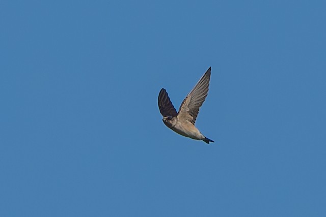 Tree Martin