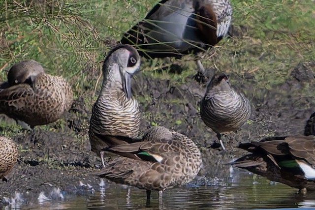 Pink-eared Duck