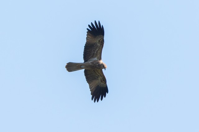 Whistling Kite