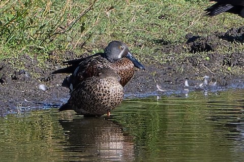 Australasian Shoveler