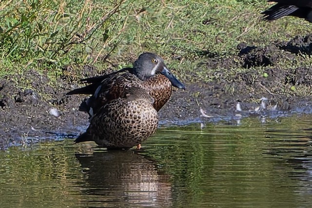 Australasian Shoveler